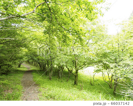 小田貫湿原(初夏) 小田貫湿原(初夏) 66037142