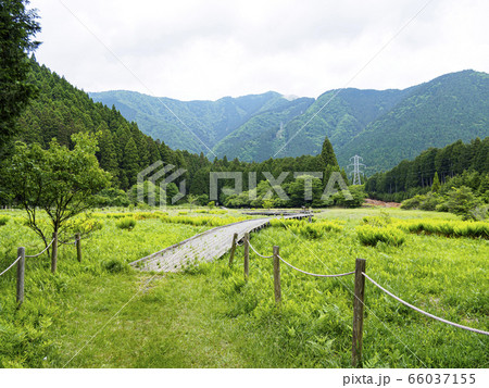 小田貫湿原(初夏) 小田貫湿原(初夏) 66037155