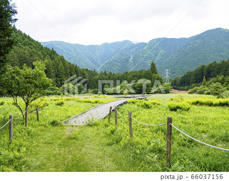 小田貫湿原（初夏） 66037156