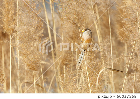 Reed Parrotbill bird Reed Parrotbill bird 66037568