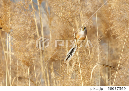 Reed Parrotbill bird 66037569