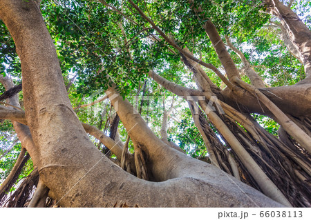 Roots of a tree in Cartagena, Spain Roots of a tree in Cartagena, Spain 66038113