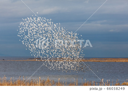 Flock of Dunlin 66038249
