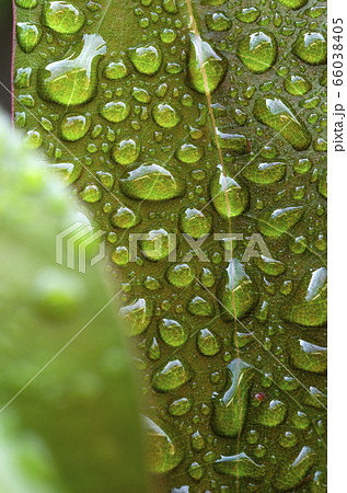 雨上がりの葉っぱ 66038405