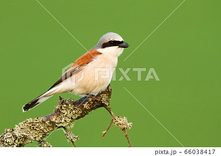 Red-backed shrike sitting on a branch with moss in summer nature 66038417