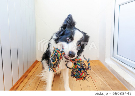 Funny portrait of cute smiling puppy dog border Funny portrait of cute smiling puppy dog border 66038445