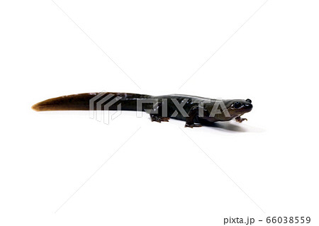 トウホクサンショウウオ 66038559