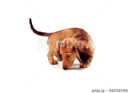匂いを嗅ぐ子犬 66038566