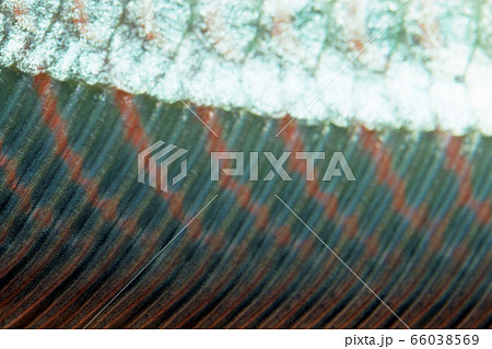 アロワナのヒレのアップ 66038569