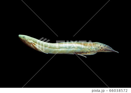 ハイギョ 66038572