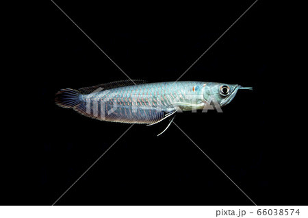 アロワナの幼魚 アロワナの幼魚 66038574