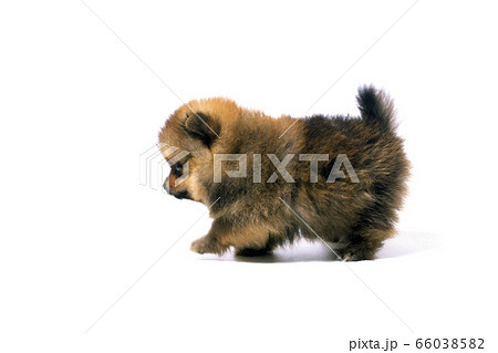 歩く子犬 66038582