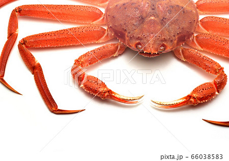 ズワイガニ 66038583