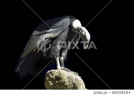 コンドル 66038584