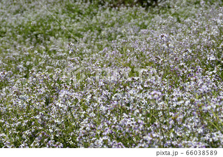 いちめんのハマダイコン いちめんのハマダイコン 66038589