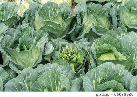 キャベツ　畑　（5月）　花　キャベツの花 66038936