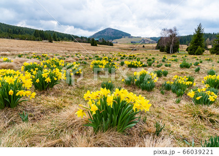 Wild yellow Narcissus on the mountain meadow and Bukovec hill on background. Jizerka village, Jizera Mounains, Czech Republic Wild yellow Narcissus on the mountain meadow and Bukovec hill on background. Jizerka village, Jizera Mounains, Czech Republic 66039221