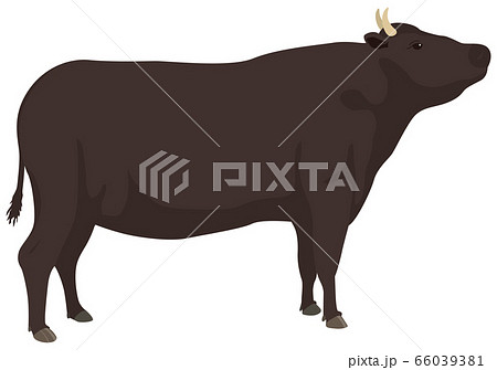 黒牛 66039381