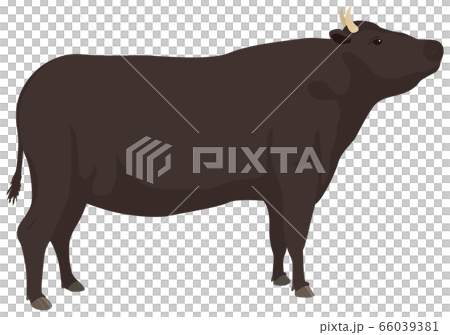 黒牛 66039381