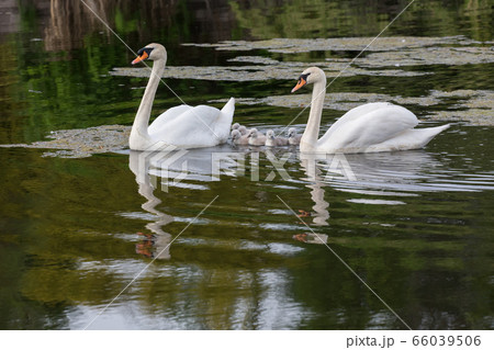Mute swan baby Mute swan baby 66039506