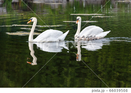 Mute swan baby 66039508