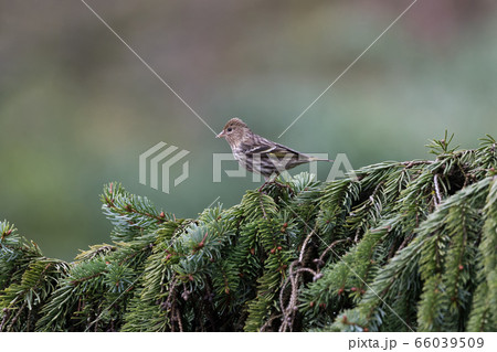 pine siskin bird pine siskin bird 66039509