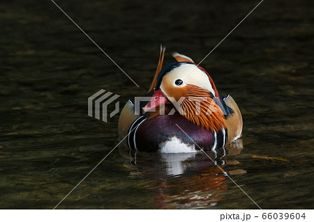 a Mandarin duck a Mandarin duck 66039604