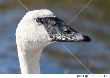 Trumpeter Swan bird Trumpeter Swan bird 66039619