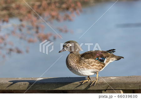 Wood duck female 66039630