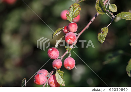 Red Crabapples Tree 66039649