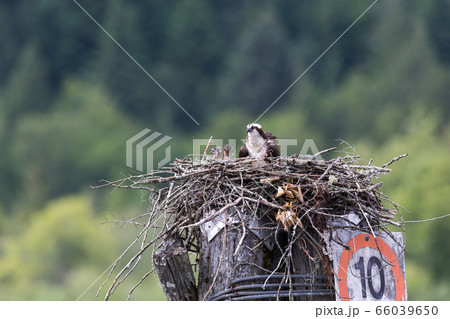 Osprey Feeding Chick in nest 66039650