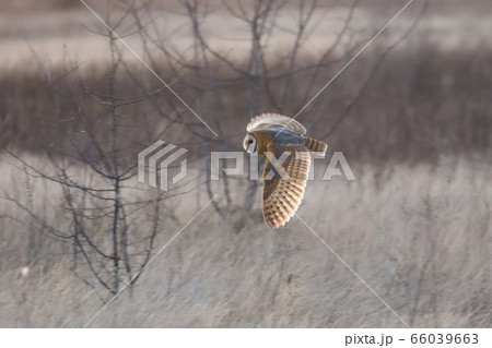 Barn owl hunting 66039663