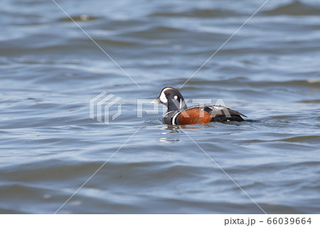 swimming Harlequin Duck swimming Harlequin Duck 66039664