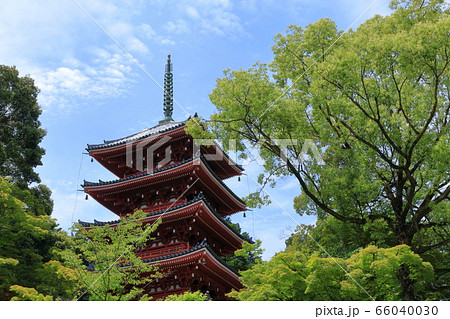 五重の塔 新緑の季節（高知県 五台山竹林寺）の写真素材 [66040030