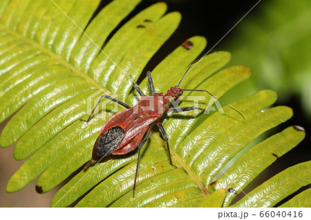 アカサシガメ 66040416