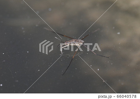 アメンボの幼虫 アメンボの幼虫 66040578