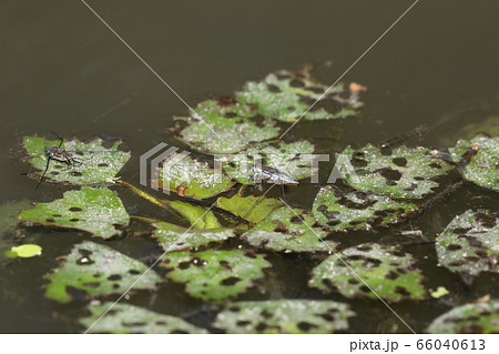 アメンボの幼虫 66040613