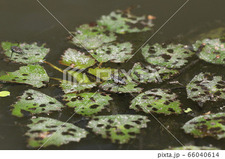 アメンボの幼虫 66040614
