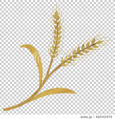 麦 麦芽 イラストのイラスト素材