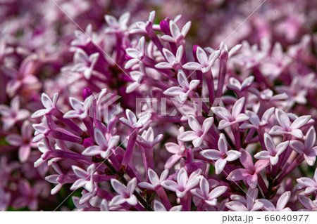 Lilac flowers spring blooming scene. 66040977