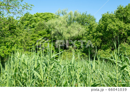 新緑　北本自然観察公園　埼玉県北本市 66041039