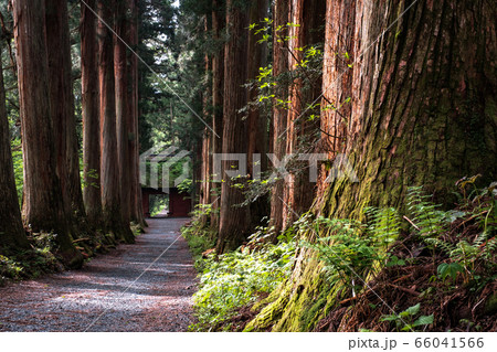 戸隠神社・奥社参道 66041566