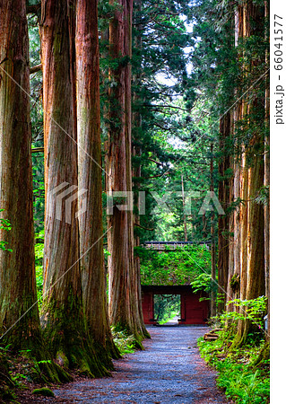 戸隠神社・奥社参道 66041577