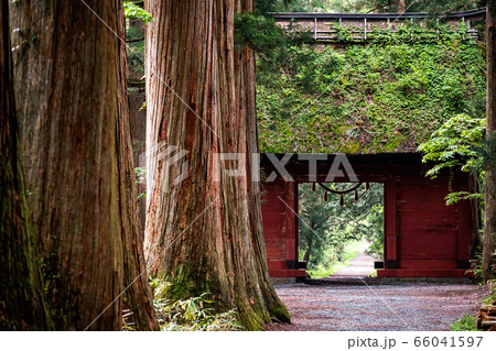 戸隠神社・奥社参道 戸隠神社・奥社参道 66041597