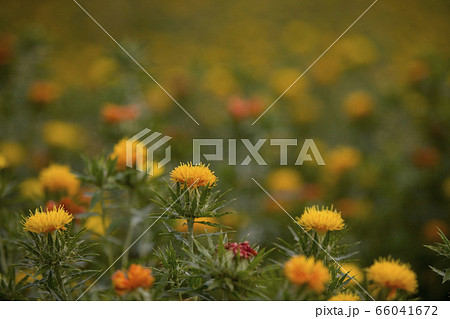 紅花 紅花 66041672