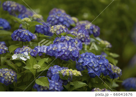 紫陽花 66041676