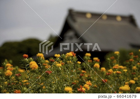 紅花 66041679