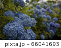 紫陽花 66041693