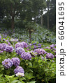 紫陽花 66041695