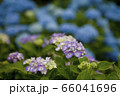 紫陽花 66041696